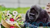 Apey birthday to Fatou, the world&rsquo;s oldest gorilla turns 69