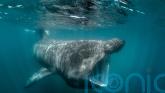 Ireland&rsquo;s basking sharks and other fish risk overheating, says &lsquo;sobering&rsquo; study