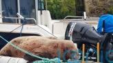 Onlookers urged to give walrus spotted in harbour space to rest