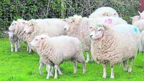 Graphic Images: Devastated Laois farmer issues appeal after sheep kill