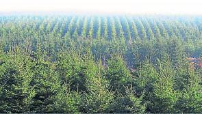 Leitrim's new County Development Plan 'discourages' planting and replanting of forestry on peat lands