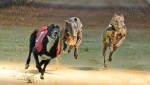 Tipperary Greyhound Racing: Big News in Kasko opener at Thurles