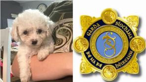 Kilkenny dog owners - here's some garda tips to protect your dogs from theft!