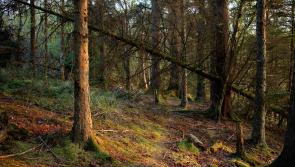 CSO figures show Louth as least afforested county in Ireland last year