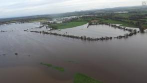 Cattle grazing on grass in Laois river that hasn’t been cleared in years