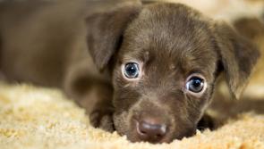 Over €70k for two Louth animal welfare charities