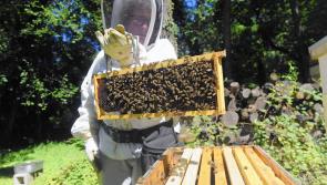 Beginners classes for beekeeping in Leitrim