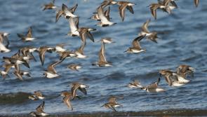 Kilkenny nature enthusiasts urged to apply for grants to capture and record natural history