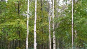 Irish govt announces biggest ever forestry investment of €1.3bn