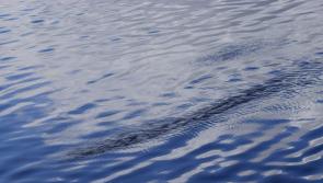 FLASHBACK: Can you identify this mysterious creature spotted in Kilkenny?