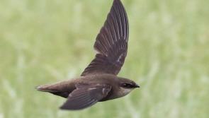Carlow birdwatchers encouraged to report sightings of swifts in their area