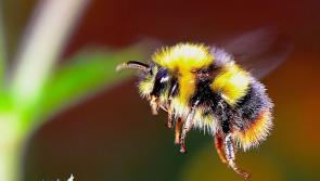 Can you spot a bumblebee? - Kilkenny Live 