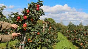 Writers invited to submit poems for three literary events during Applefest  festival in Clonmel