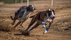 Aoife a hattrick heroine for Michelle Dwan  at Thurles Greyhound Stadium 