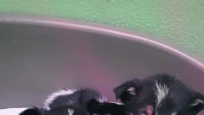 Deputy Martin Browne welcomes increased funding allocations for animal welfare centres