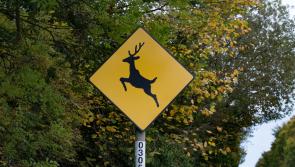 'A few bangs' prompt safety fears on Kilkenny road 'famous for deer crossings'
