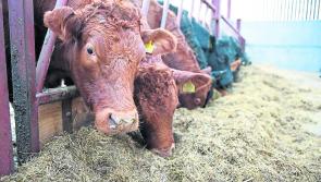 Laois councillor warns against Mercosur beef deal