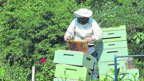 North Tipperary Beekeepers Association will hold a beginners course in keeping bees so sign up now!
