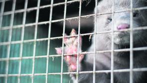 'A vital step' - Offaly minister as historic ban on fur farming is passed