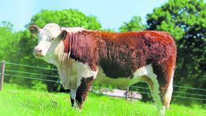Top farming experts to attend Irish Hereford Prime event at the Horse and Jockey hotel