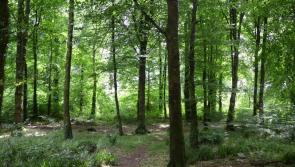 Walk together for the third successive Alzheimer’s Memory Walk this Sunday