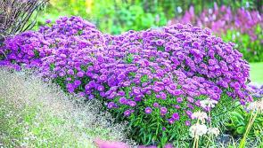 Carrick-on-Suir Library to host gardening talk 