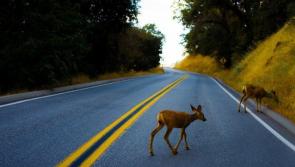 BREAKING: Tipperary TD escapes injury following  collision with deer