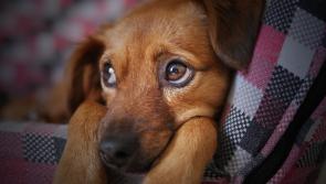 PLANNING BRIEF: Veterinary clinic chain aims to set up new branch in Kildare
