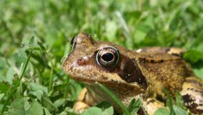 Toad-ally ribbitt-ing! Take part in IPCC's Hop To It Frog Survey in Kilkenny
