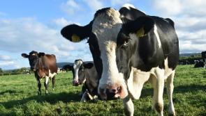 Roscrea beef exports to China resume 