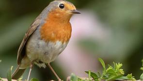 Leitrim gardeners encouraged to feed wild birds over the leaner months
