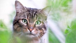 Purr-fect cause: Tipperary Friends of Animals to host cat adoption day