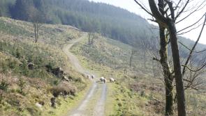 Tragic end to pony rescue attempt in Louth forest