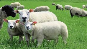 Spring sheep grass walk in Mountcharles