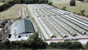 Expansion plans at former Laois mink fur farm