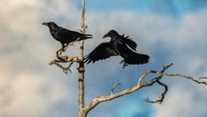 Laois crow droppings cause 'lethal' conditions meeting told