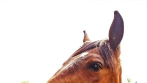 Laois horse riding club asks drivers to support campaign