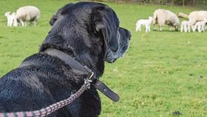 Louth dog owners urged to be responsible this lambing season 