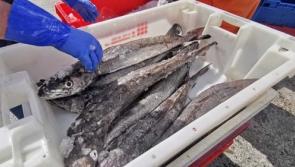 Over €1m allocated to marine industry in Waterford fishing village