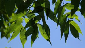 Tipperary council to issue notices to landowners over trees hit by Ash Dieback disease