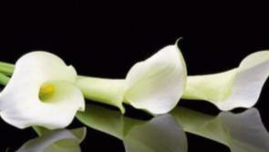 Derry Death Notices - Monday, 4th July, 2022