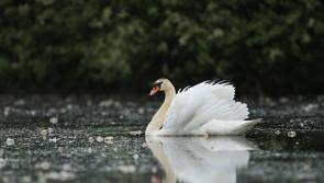 Borrisokane farmer fined for shooting swans on his land