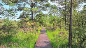 Plans unveiled to create two beautiful nature walks in Offaly