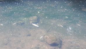 Inland Fisheries Ireland warn of high chance of fish kills across Ireland as water temperatures rise
