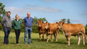 Clonmel Show is returning bigger and better than ever after hiatus 