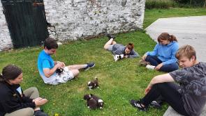 Louth SPCA shortlisted for top award