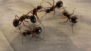 Irish pest control company reports staggering increase in callouts for infestations of these insects