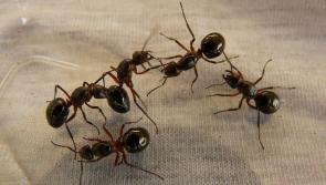 Pest control company reports rise in callouts for ant infestations in Waterford homes