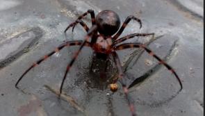 Is a West Donegal beach home to a noble false widow spider?


r