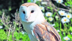 Tipperary County Council features in Birdwatch video on wildlife in urban areas